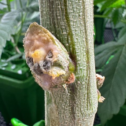 CxLAZ #15 C #1 growlog timeline photo