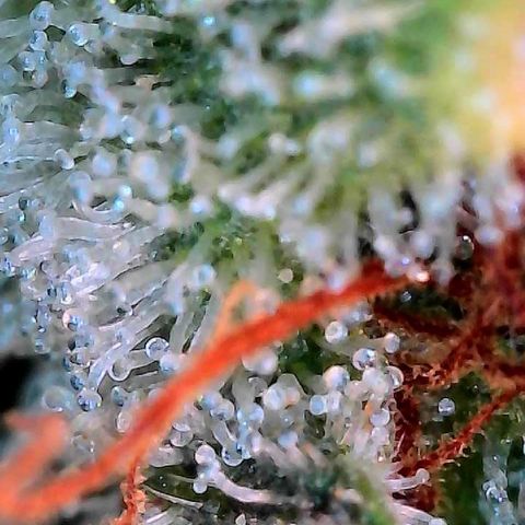 MiscxLAZ #26 C #2 growlog timeline photo