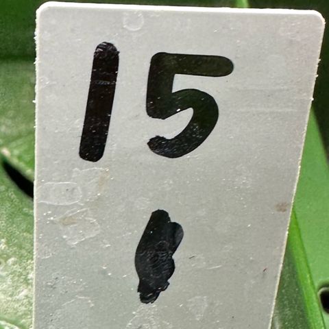 CxLAZ #15 C #1 growlog timeline photo