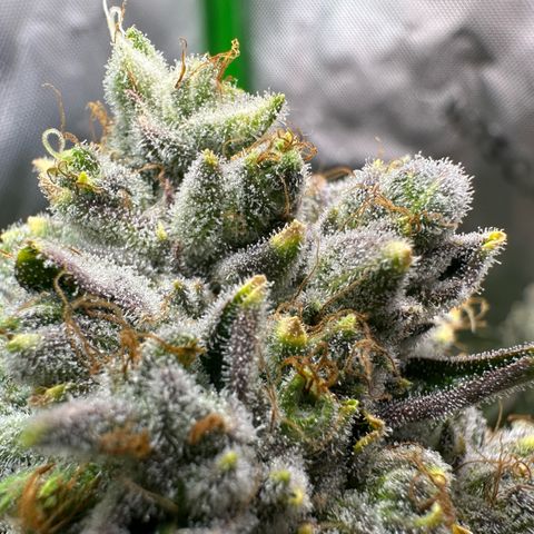 MiscxLAZ #26 C #2 growlog timeline photo