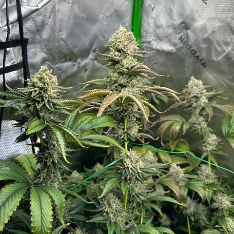 MiscxLAZ #26 C #2 growlog timeline photo