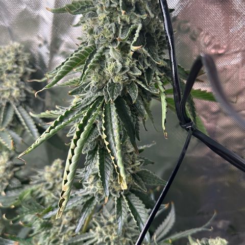 CxLAZ #15 C #1 growlog timeline photo