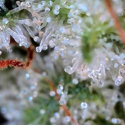 MiscxLAZ #26 C #2 growlog timeline photo