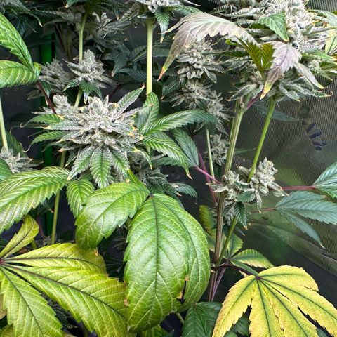 MiscxLAZ #26 C #2 growlog timeline photo