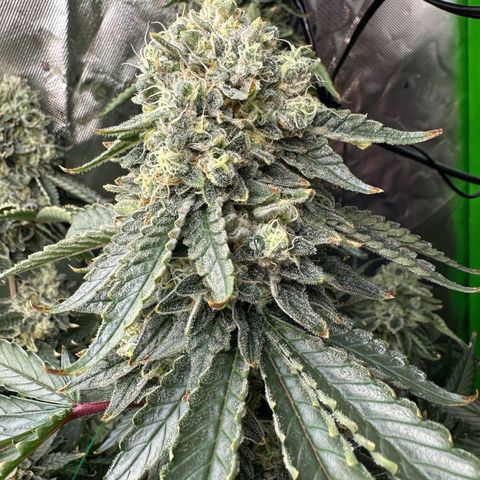 CxLAZ #15 C #1 growlog timeline photo