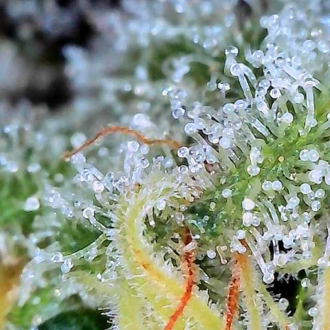 CxLAZ #15 C #1 growlog timeline photo