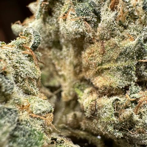 CxLAZ #15 C #1 growlog photo: More bud rot. Had to throw all this bud out. 