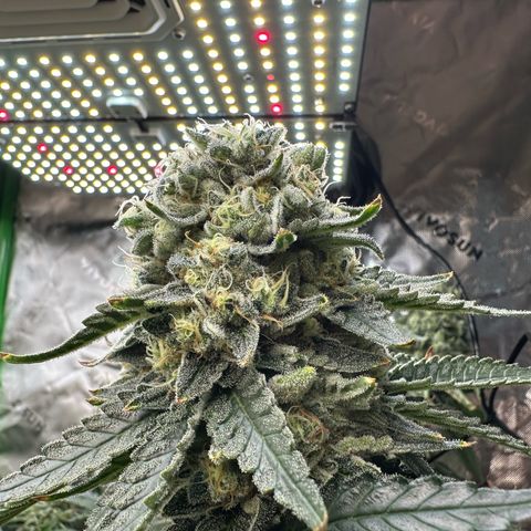 CxLAZ #15 C #1 growlog timeline photo