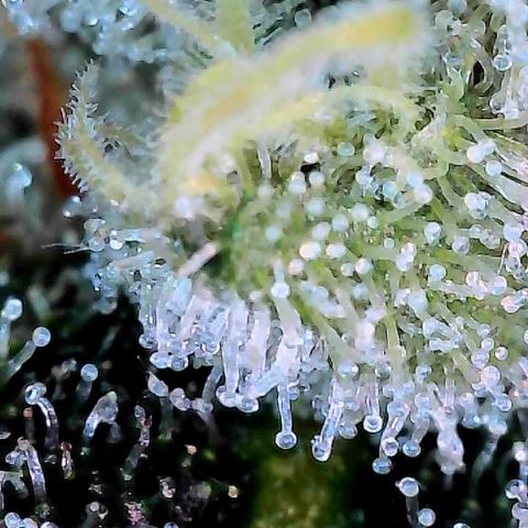 CxLAZ #15 C #1 growlog timeline photo