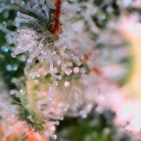 MiscxLAZ #26 C #2 growlog timeline photo
