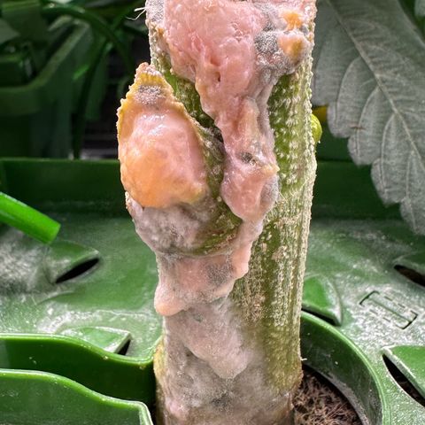 MiscxLAZ #26 C #2 growlog timeline photo