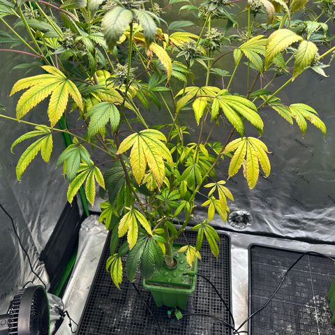 MiscxLAZ #26 C #2 growlog timeline photo