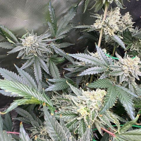 CxLAZ #15 C #1 growlog timeline photo