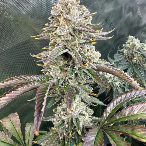 MiscxLAZ #26 C #2 growlog timeline photo