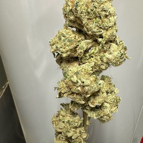 CxLAZ #15 C #1 growlog photo: More bud rot. Had to throw all this bud out. 