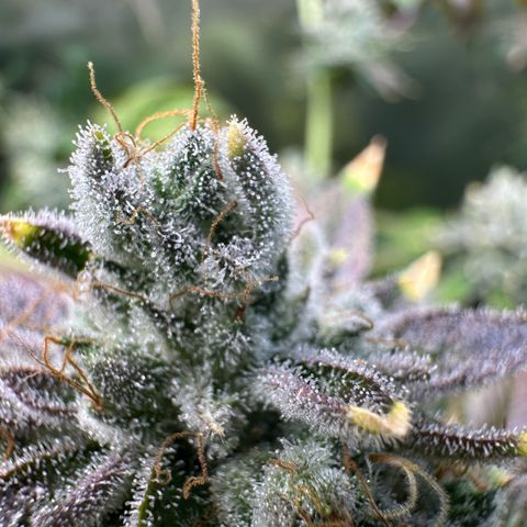 MiscxLAZ #26 C #2 growlog timeline photo