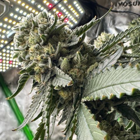 CxLAZ #15 C #1 growlog timeline photo