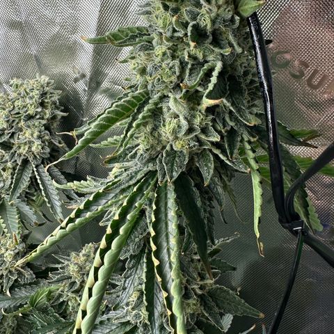 CxLAZ #15 C #1 growlog timeline photo