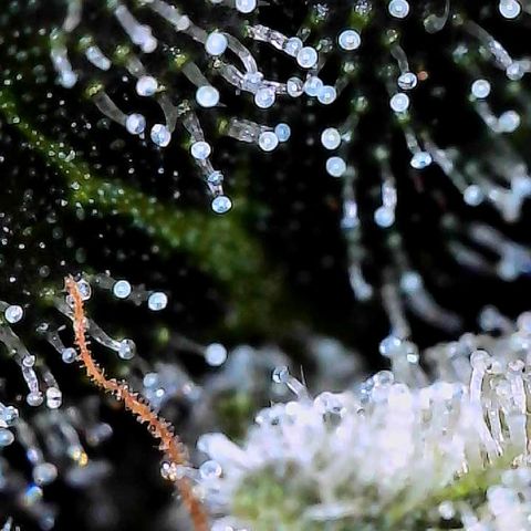CxLAZ #15 C #1 growlog timeline photo