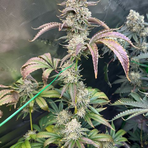 MiscxLAZ #26 C #2 growlog timeline photo