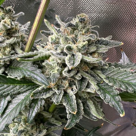 CxLAZ #15 C #1 growlog timeline photo