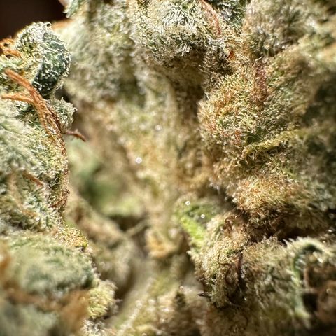 CxLAZ #15 C #1 growlog photo: More bud rot. Had to throw all this bud out. 
