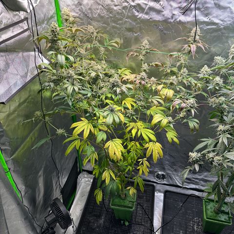 MiscxLAZ #26 C #2 growlog timeline photo