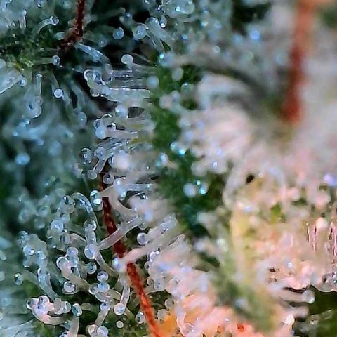 MiscxLAZ #26 C #2 growlog timeline photo