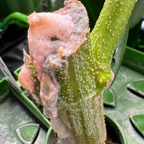 MiscxLAZ #26 C #2 growlog timeline photo
