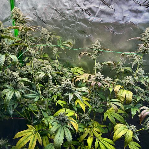 MiscxLAZ #26 C #2 growlog timeline photo