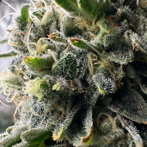 CxLAZ #15 C #1 growlog timeline photo