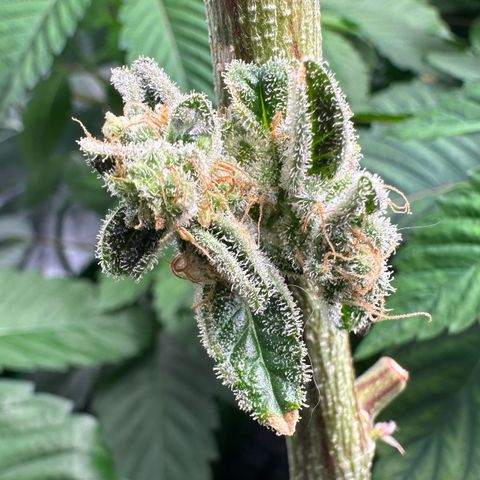 CxLAZ #15 C #1 growlog timeline photo