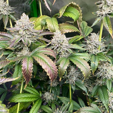 MiscxLAZ #26 C #2 growlog timeline photo