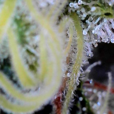 CxLAZ #15 C #1 growlog timeline photo