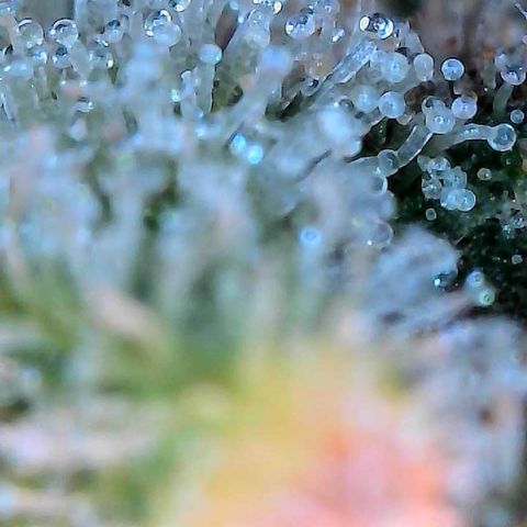 MiscxLAZ #26 C #2 growlog timeline photo