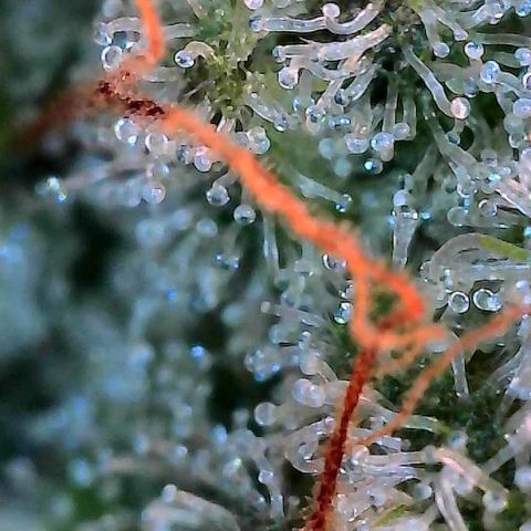 MiscxLAZ #26 C #2 growlog timeline photo