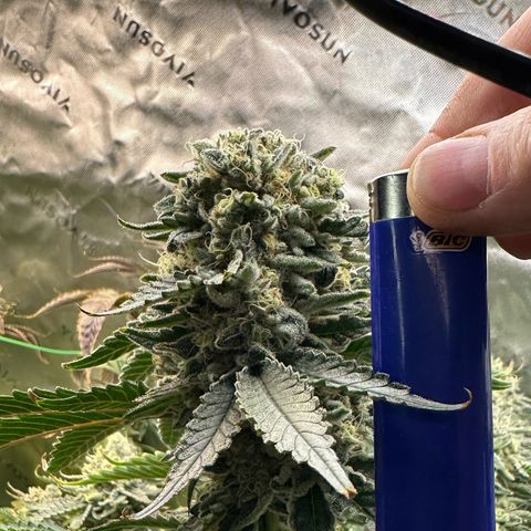 CxLAZ #15 C #1 growlog timeline photo