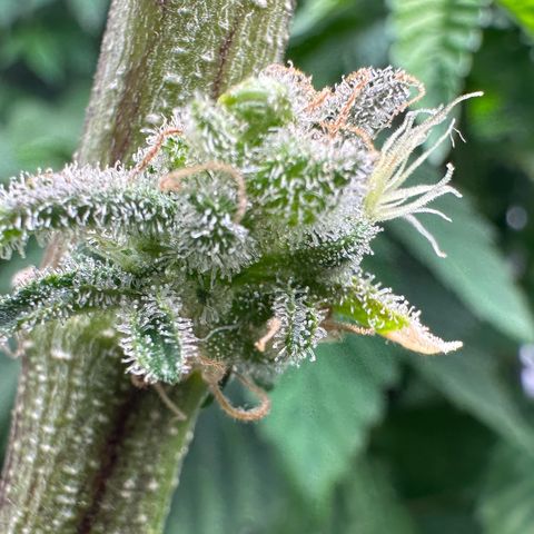 CxLAZ #15 C #1 growlog timeline photo