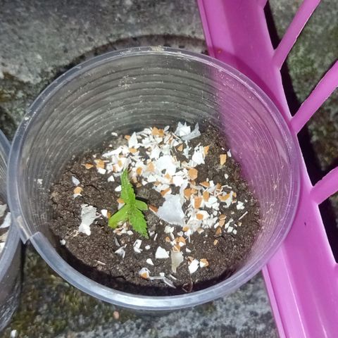 Las Bbes growlog photo: Todas recién puestas en envase