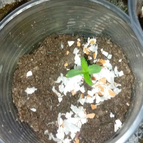 Las Bbes growlog timeline photo