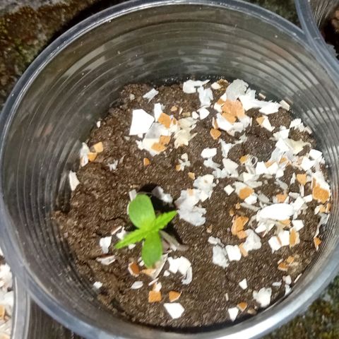 Las Bbes growlog timeline photo