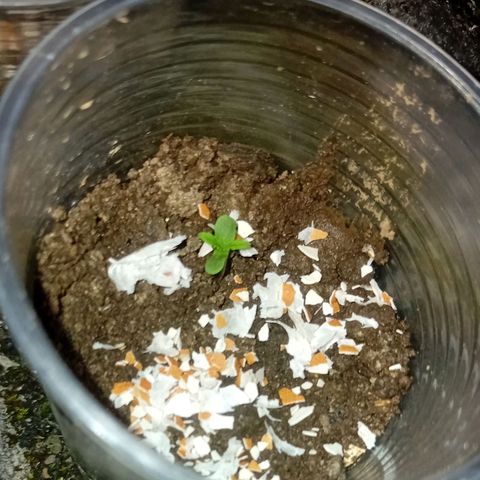 Las Bbes growlog timeline photo