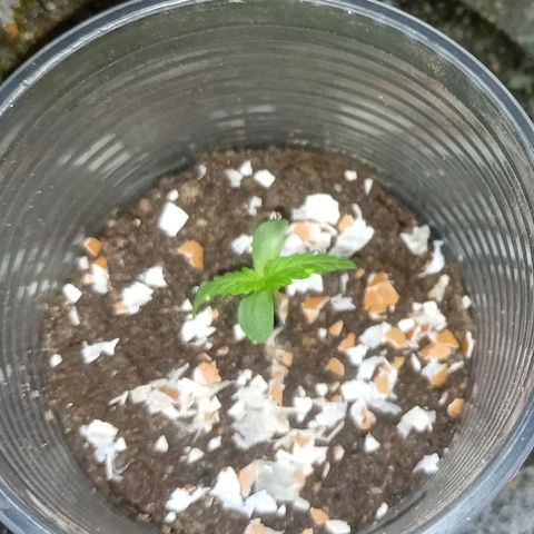Las Bbes growlog timeline photo