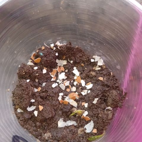Las Bbes growlog photo: Medio Día 