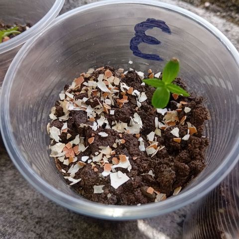 Las Bbes growlog photo: Medio Día 