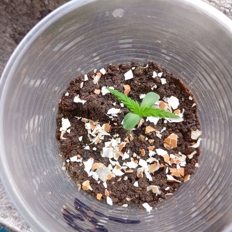 Las Bbes growlog photo: Medio Día 