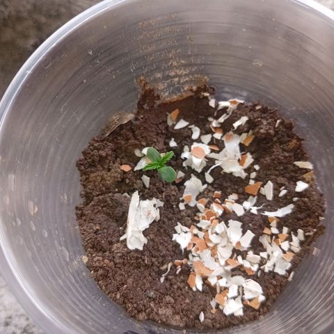 Las Bbes growlog photo: Medio Día 