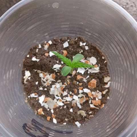 Las Bbes growlog photo: Medio Día 