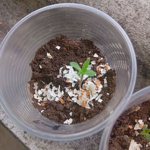 Las Bbes growlog photo: Medio Día 