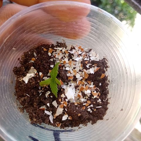 Las Bbes growlog photo: Medio Día 